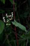 Fringed black bindweed